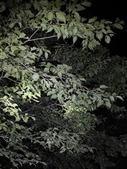 Pteroceltis tatarinowii