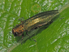 Agrilus viridis