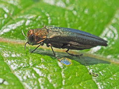 Agrilus viridis