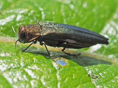 Agrilus viridis