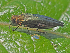 Agrilus viridis