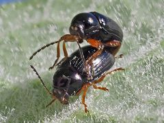 Cryptocephalus ocellatus