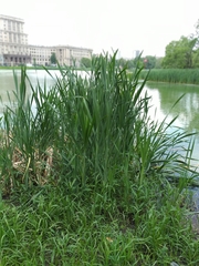Typha latifolia