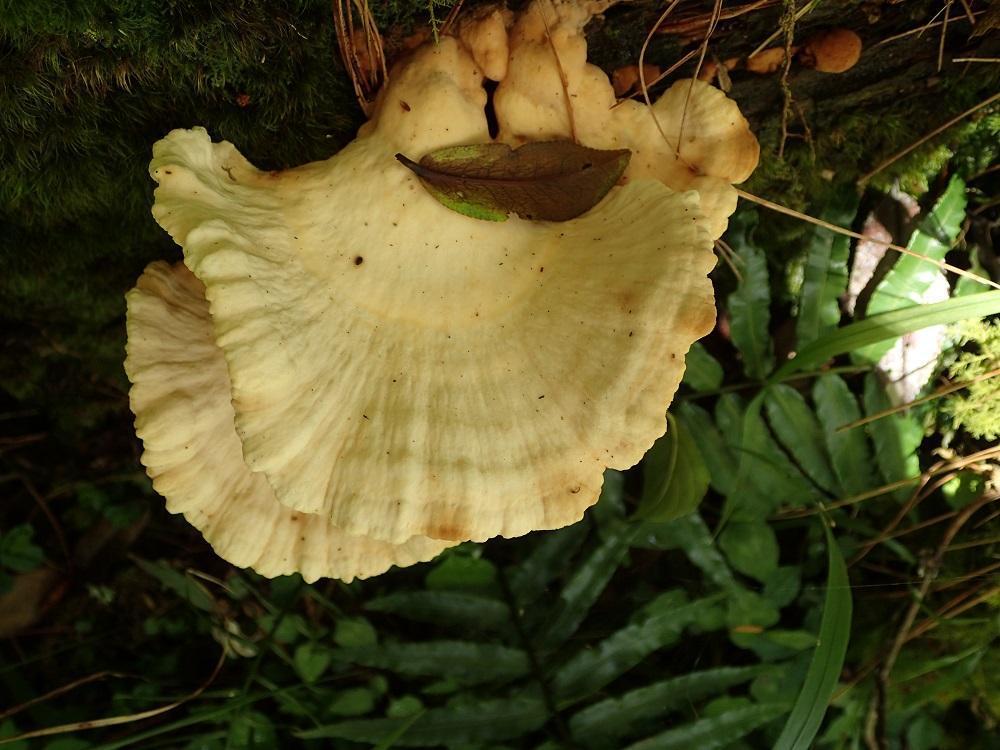 Laetiporus cremeiporus