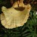 Laetiporus cremeiporus - Photo (c) Chael Thomas, some rights reserved (CC BY-SA), uploaded by Chael Thomas