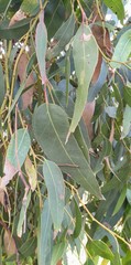 Eucalyptus fasciculosa
