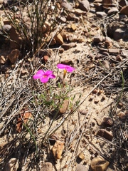 Oxalis droseroides