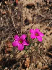 Oxalis droseroides