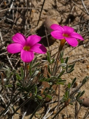 Oxalis droseroides