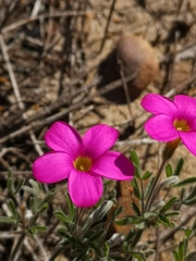 Oxalis droseroides