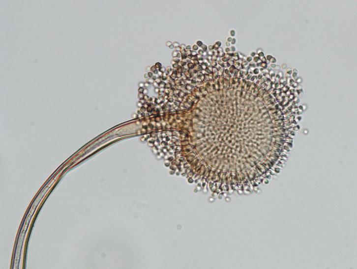 Eurotiomycetidae