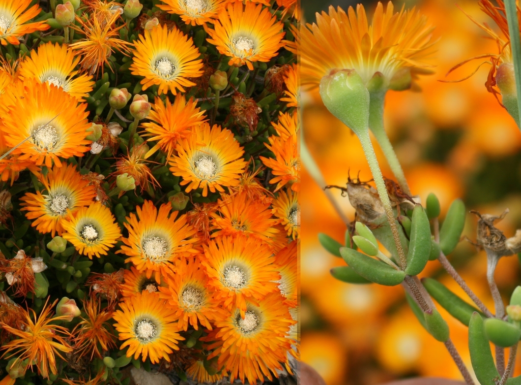 Dewflower