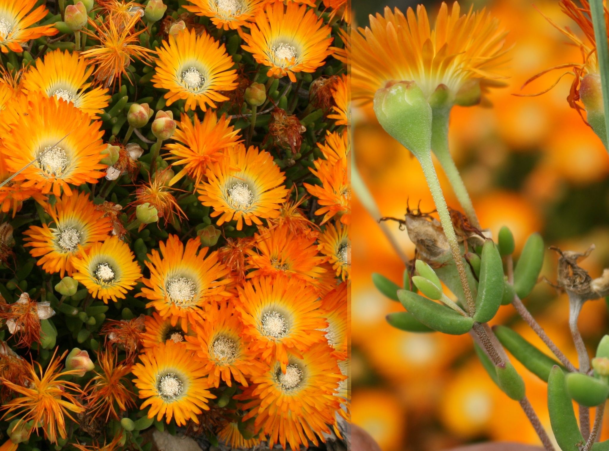 Drosanthemum speciosum