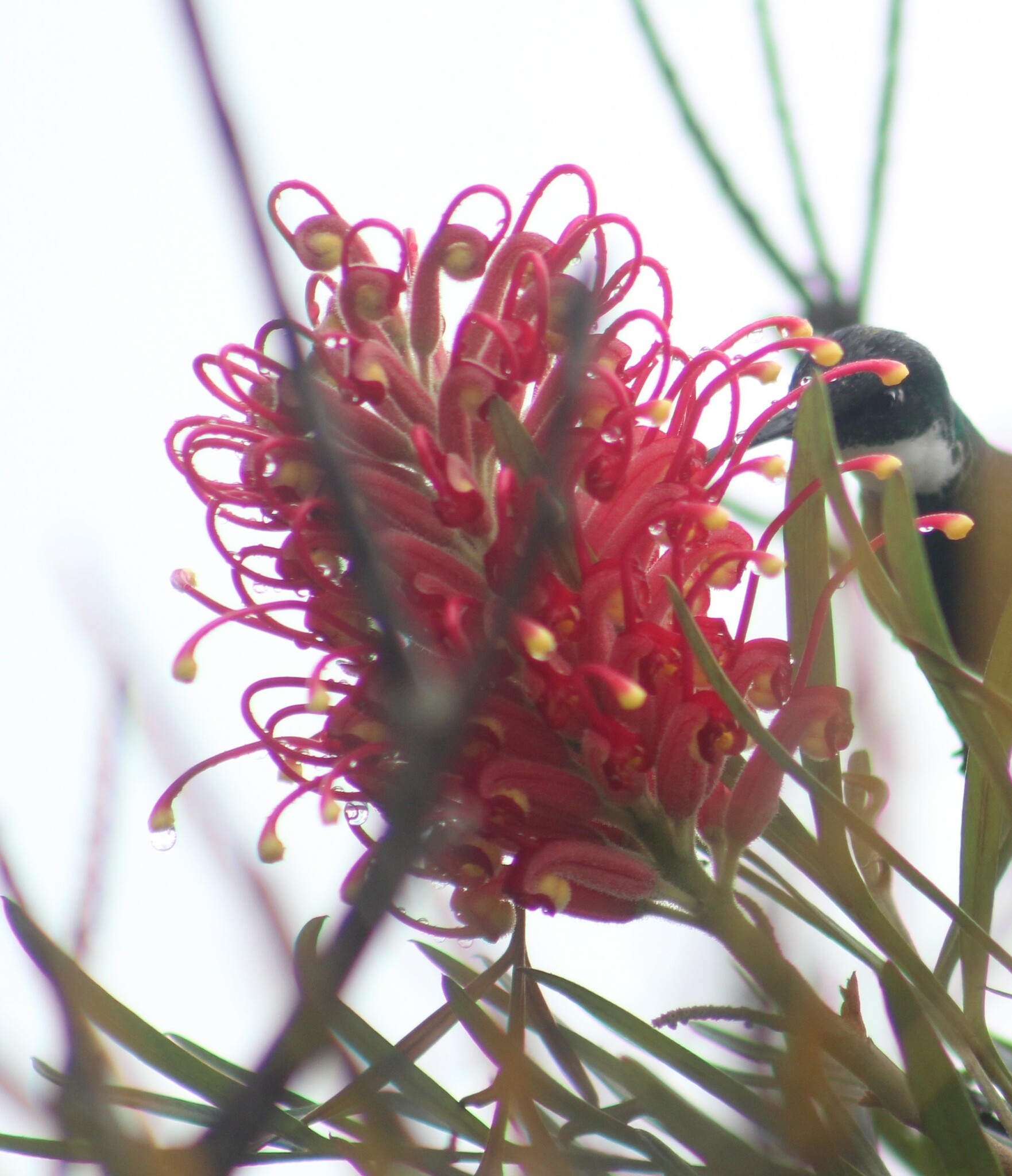 Grevillea banksii