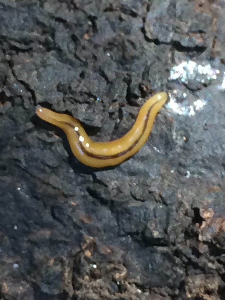 Yellowish Flatworm
