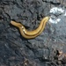 Yellowish Flatworm - Photo (c) Ricky Taylor, some rights reserved (CC BY-NC), uploaded by Ricky Taylor