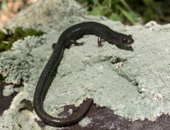 Plethodon hoffmani