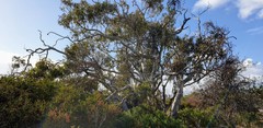 Eucalyptus fasciculosa