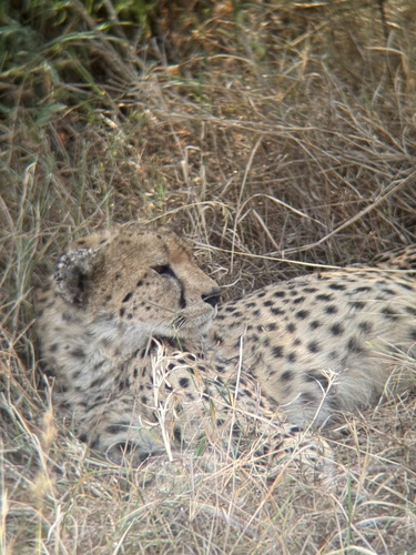 Cheetah