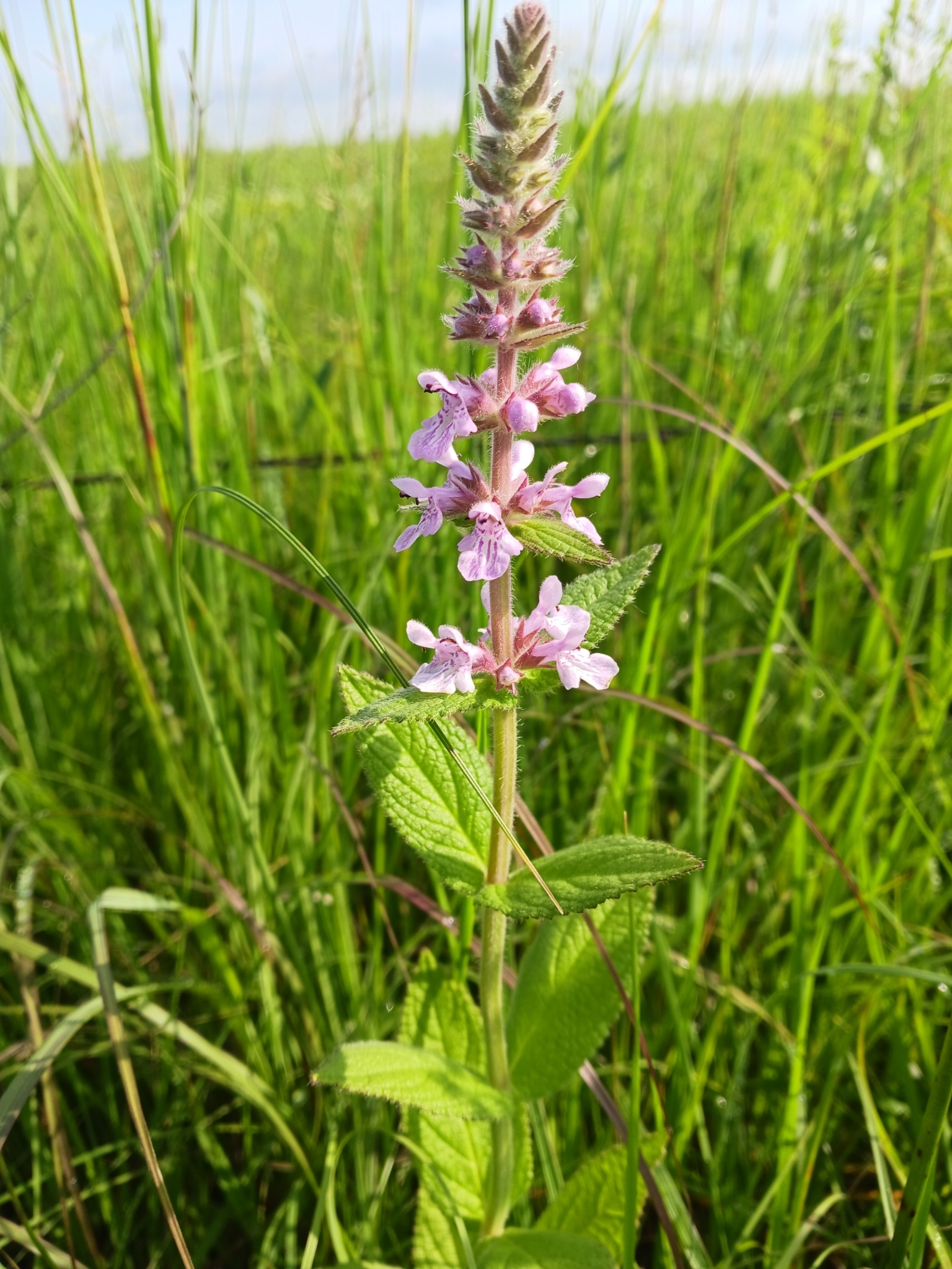Stachys pilosa