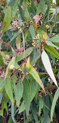 Eucalyptus fasciculosa