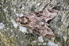 Psilogramma discistriga