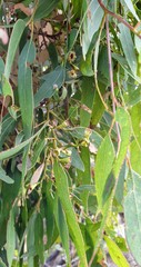 Eucalyptus fasciculosa