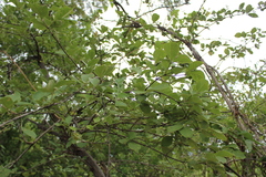 Combretum mossambicense image