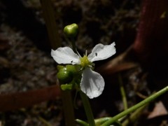 Albidella oligococca