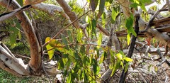 Eucalyptus fasciculosa