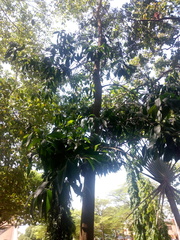 Acacia auriculiformis