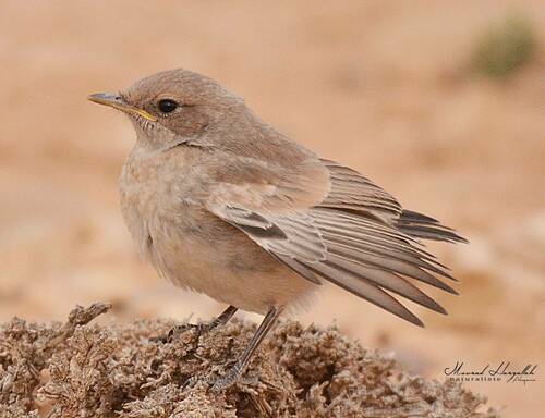Red-rumped Wheatear (Oenanthe moesta), photo 9