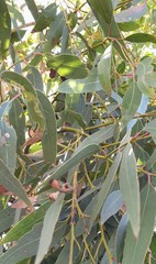 Eucalyptus fasciculosa