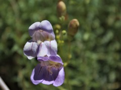 Penstemon fruticiformis