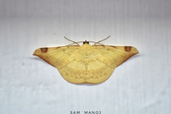 Luxiaria phyllosaria