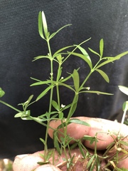 Galium uniflorum