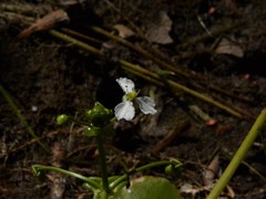 Albidella oligococca