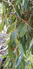 Eucalyptus fasciculosa