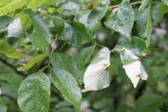 Puccinia sparganioidis