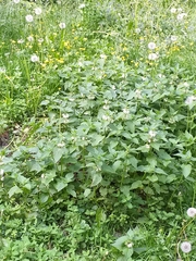 Lamium album