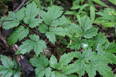Actaea pachypoda
