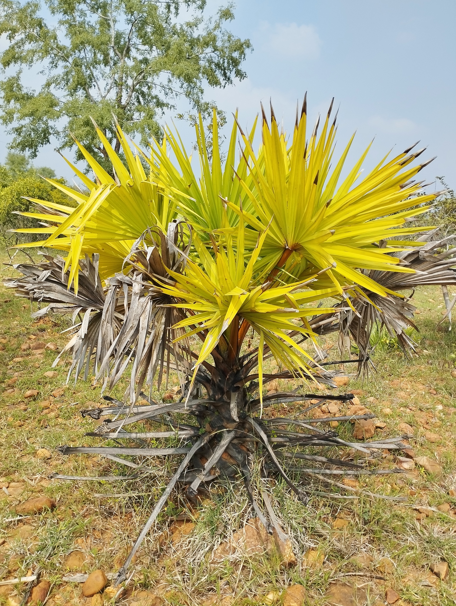 Borassus