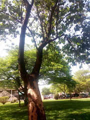 Gmelina arborea