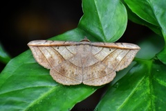 Entomogramma fautrix