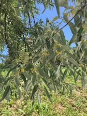 Elaeagnaceae