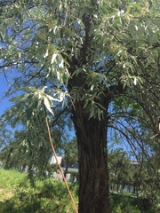 Elaeagnaceae