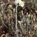 Rhodanthe corymbiflora - Photo (c) Euan Moore,  זכויות יוצרים חלקיות (CC BY-NC), הועלה על ידי Euan Moore