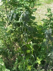 Leonurus quinquelobatus