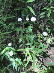 Marshallia trinervia