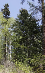 Picea jezoensis jezoensis